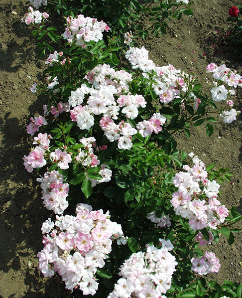 Sympatya futó rózsa jpg