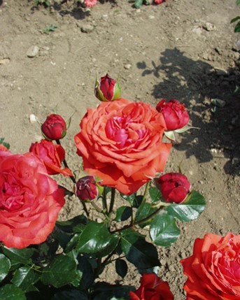 Sympatya futó rózsa jpg