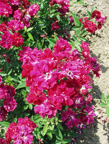 Sympatya futó rózsa jpg