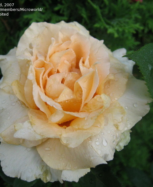 Sympatya futó rózsa jpg