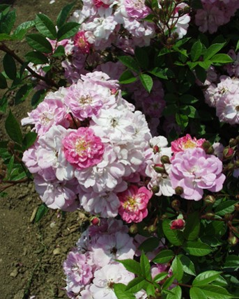 Sympatya futó rózsa jpg