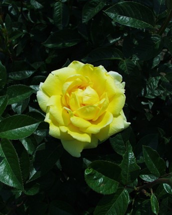 Sympatya futó rózsa jpg