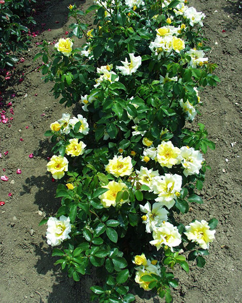 Sympatya futó rózsa jpg