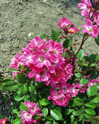 Sympatya futó rózsa jpg