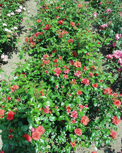 Sympatya futó rózsa jpg