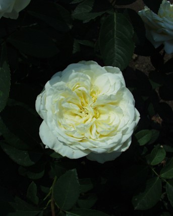 Sympatya futó rózsa jpg