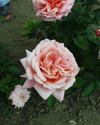 Sympatya futó rózsa jpg