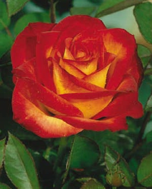 Sympatya futó rózsa jpg