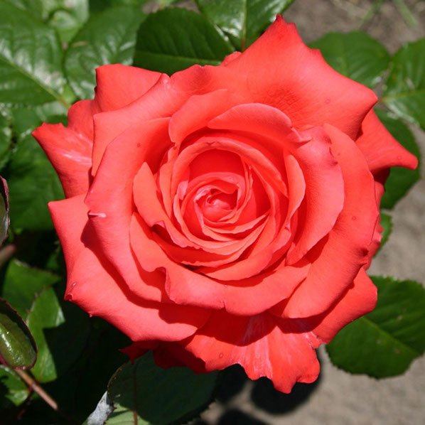 Sympatya futó rózsa jpg