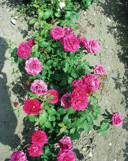 Sympatya futó rózsa jpg