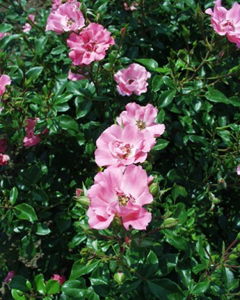 Sympatya futó rózsa jpg