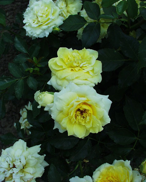 Sympatya futó rózsa jpg