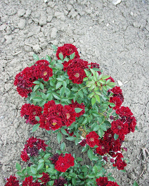 Sympatya futó rózsa jpg