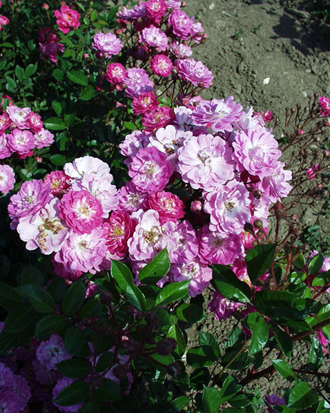 Sympatya futó rózsa jpg