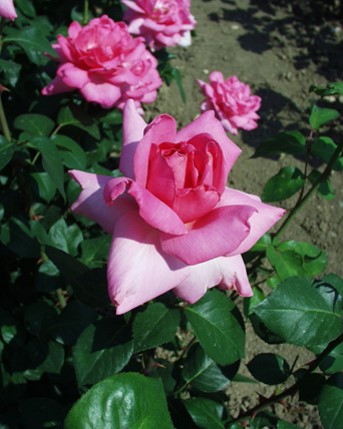 Sympatya futó rózsa jpg