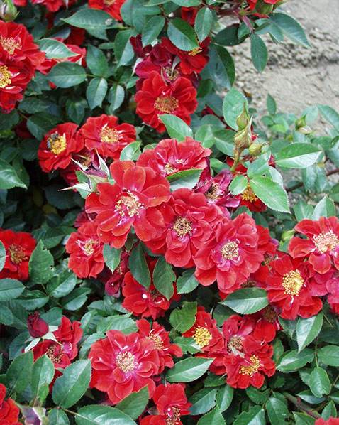 Sympatya futó rózsa jpg