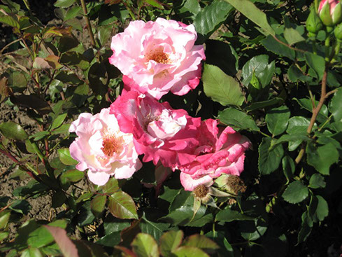 Sympatya futó rózsa jpg