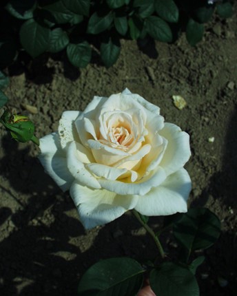 Sympatya futó rózsa jpg