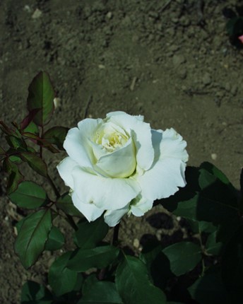 Sympatya futó rózsa jpg