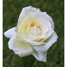 Sympatya futó rózsa jpg