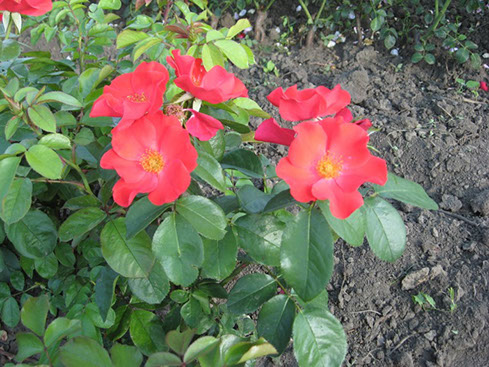 Sympatya futó rózsa jpg