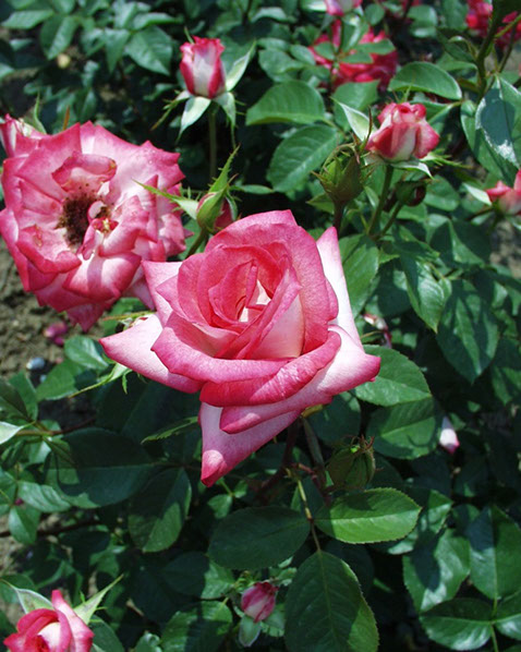 Sympatya futó rózsa jpg