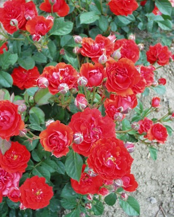 Sympatya futó rózsa jpg