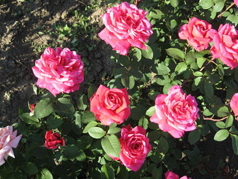 Sympatya futó rózsa jpg