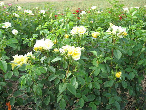 Sympatya futó rózsa jpg