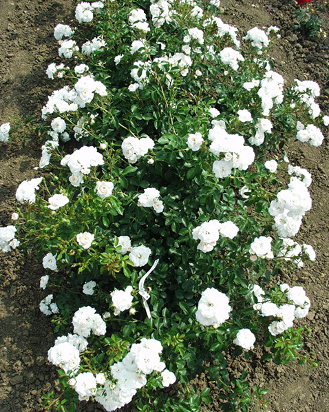 Sympatya futó rózsa jpg