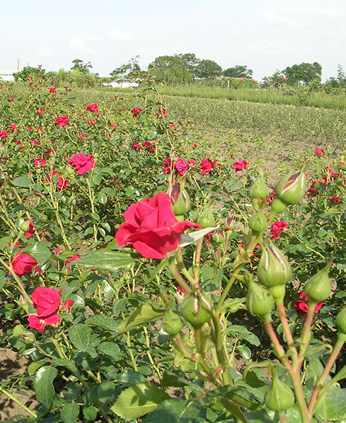 Sympatya futó rózsa jpg