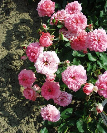 Sympatya futó rózsa jpg