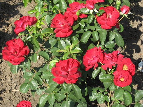 Sympatya futó rózsa jpg