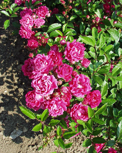 Sympatya futó rózsa jpg