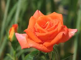 Sympatya futó rózsa jpg