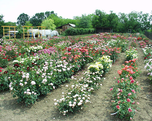 Sympatya futó rózsa jpg