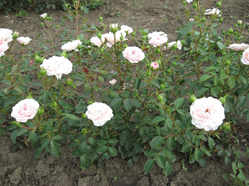 Sympatya futó rózsa jpg