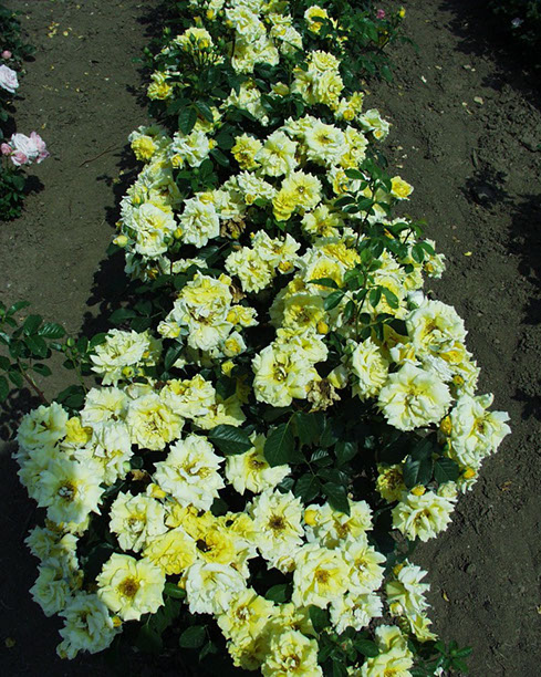 Sympatya futó rózsa jpg