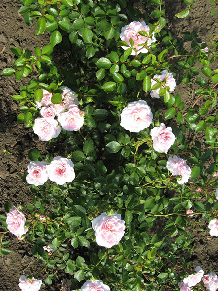 Sympatya futó rózsa jpg